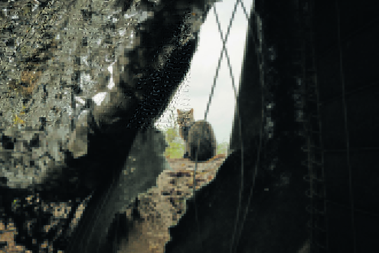 Rettung für Katze, Hund und Pferd