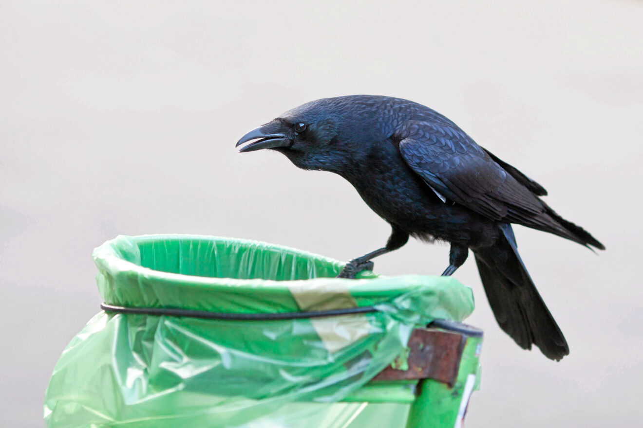 Willkommen im Homogenozän