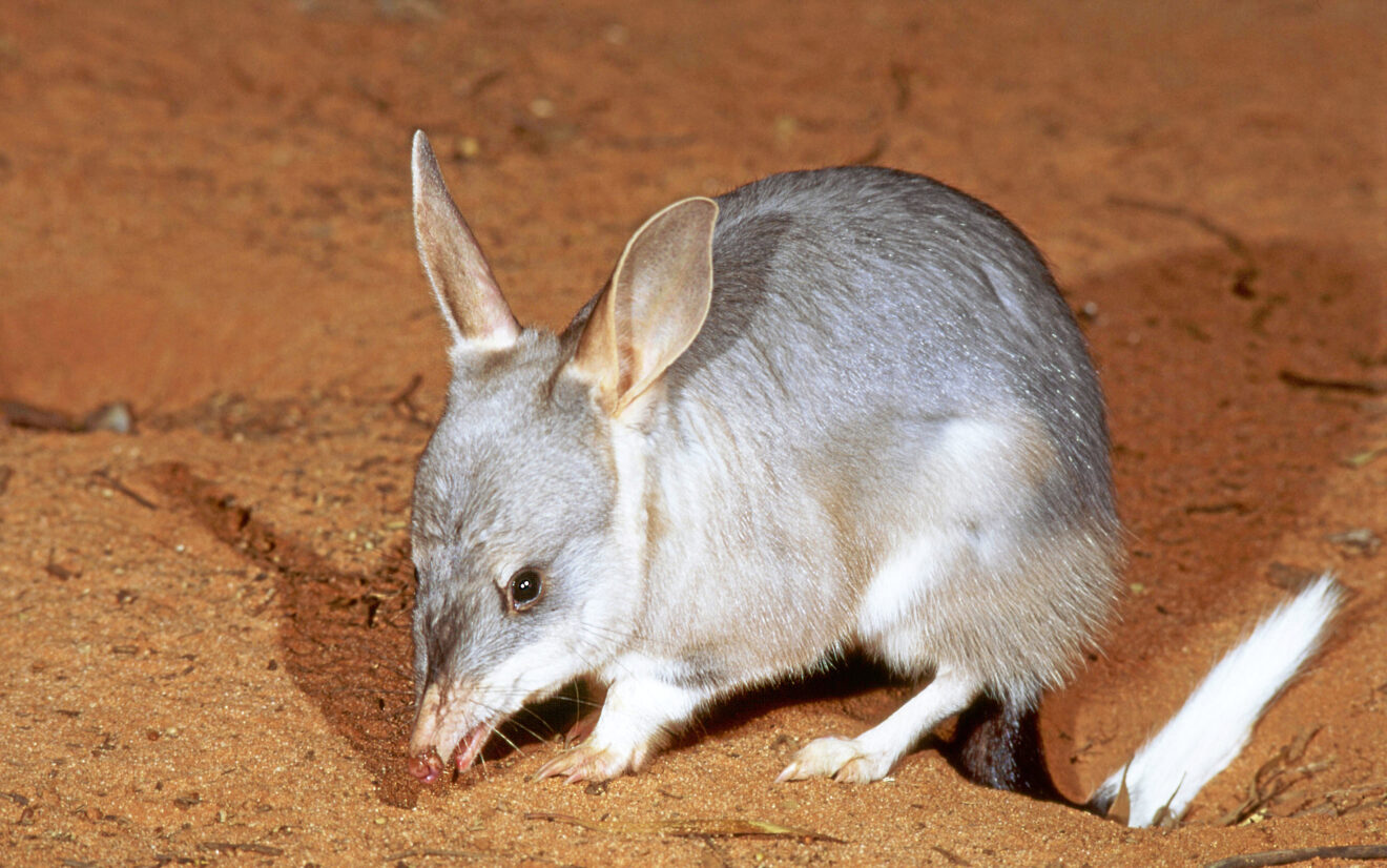 08me-04042026-bilby