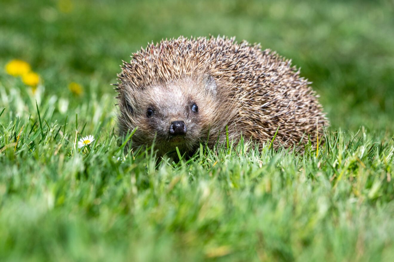Respekt, wer Igel schützt!